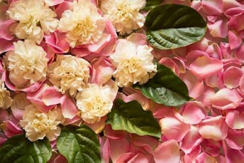 Pink Petals I Poster Print by Karyn Millet - Item # VARPDXPSMLT454