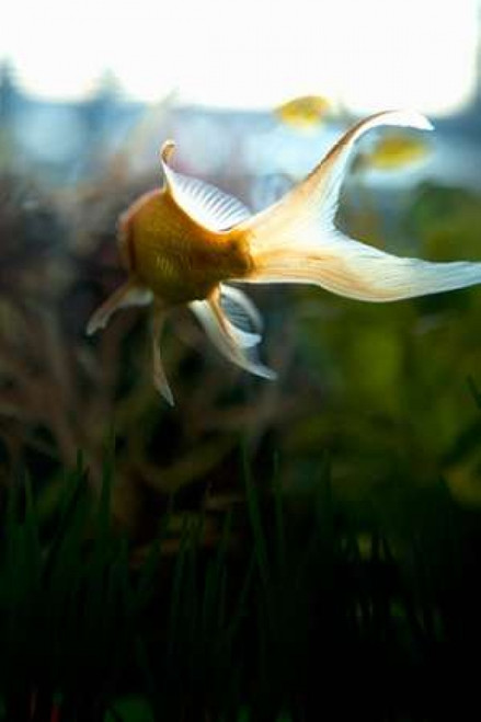 Goldfish II Poster Print by Karyn Millet - Item # VARPDXPSMLT624