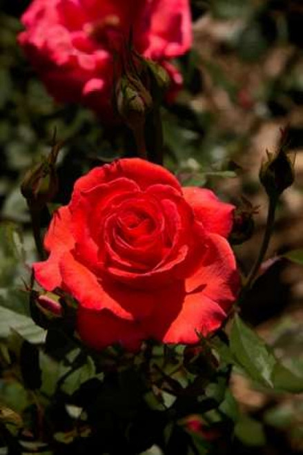 Red Rose Poster Print by George Johnson