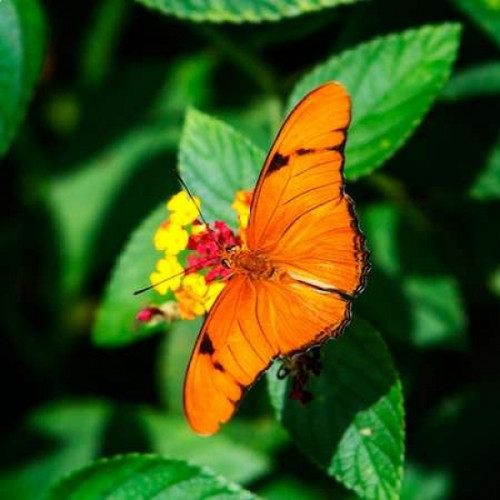 Resting Butterfly III Poster Print by Alan Hausenflock - Item # VARPDXPSHSF2154
