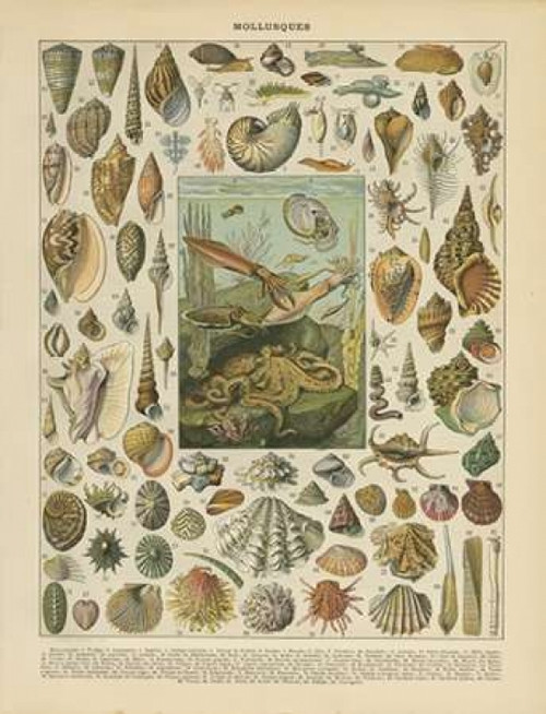 Mollusques Poster Print by Gwendolyn Babbitt - Item # VARPDXBAB062