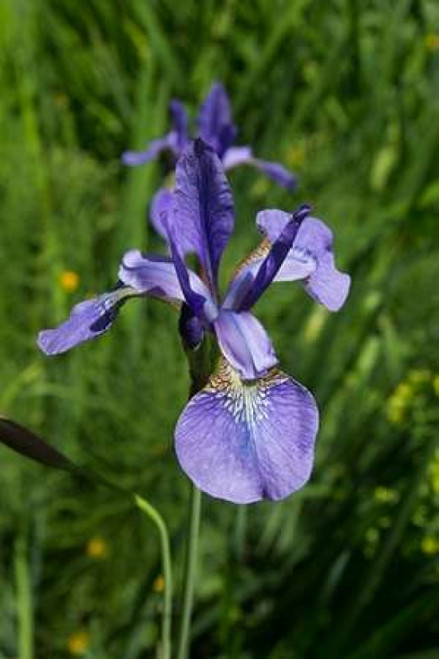 Blue Iris Poster Print by George Johnson - Item # VARPDXPSJSN208