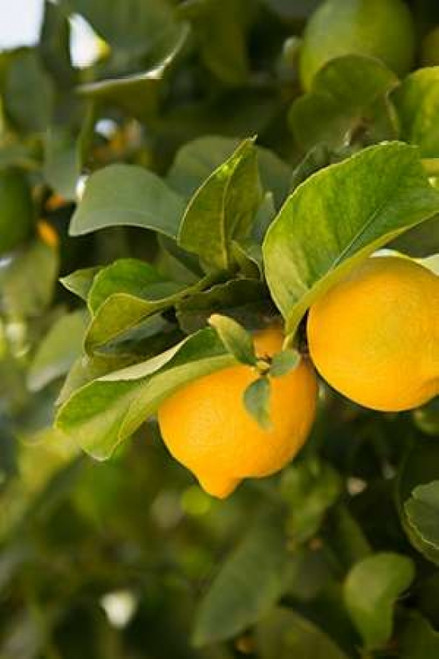 Lemon Grove III Poster Print by Karyn Millet - Item # VARPDXPSMLT736