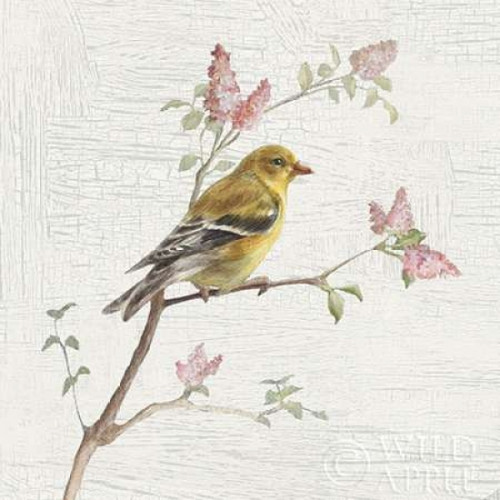 Female Goldfinch Vintage Poster Print by Danhui Nai - Item # VARPDX28599