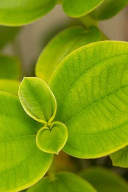 Tropical Leaves I Poster Print by Karyn Millet - Item # VARPDXPSMLT533