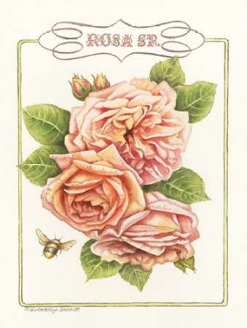 Rose Species Poster Print by Gwendolyn Babbitt - Item # VARPDXBAB352