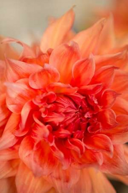 Coral Dahlia Poster Print by Karyn Millet - Item # VARPDXPSMLT696