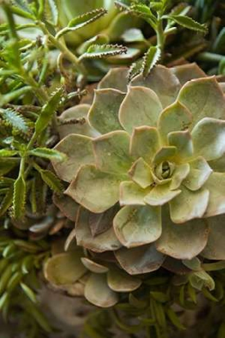Succulent IV Poster Print by Karyn Millet - Item # VARPDXPSMLT541