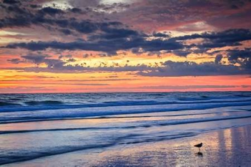 Gulls on the Shore II Poster Print by Alan Hausenflock - Item # VARPDXPSHSF2024
