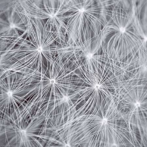 Natural Designs I Poster Print by Assaf Frank - Item # VARPDX18338