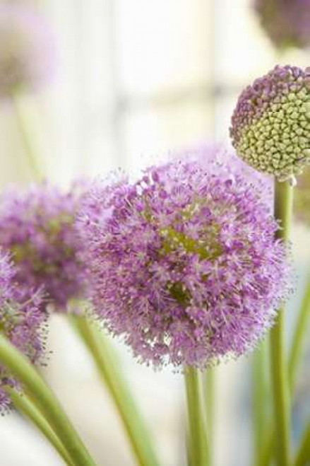 Blossoms I Poster Print by Karyn Millet - Item # VARPDXPSMLT493