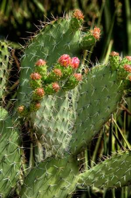 Cactus Flowers II Poster Print by George Johnson - Item # VARPDXPSJSN201