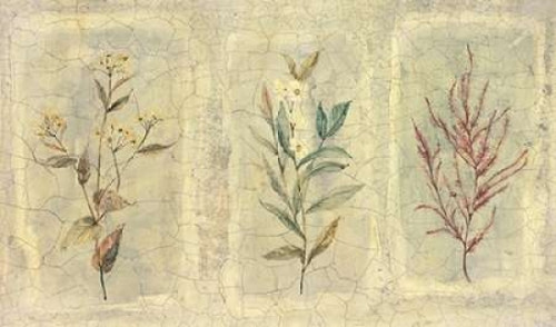 Crackle Sprigs II Poster Print by Paul Hargittai - Item # VARPDXHAR133