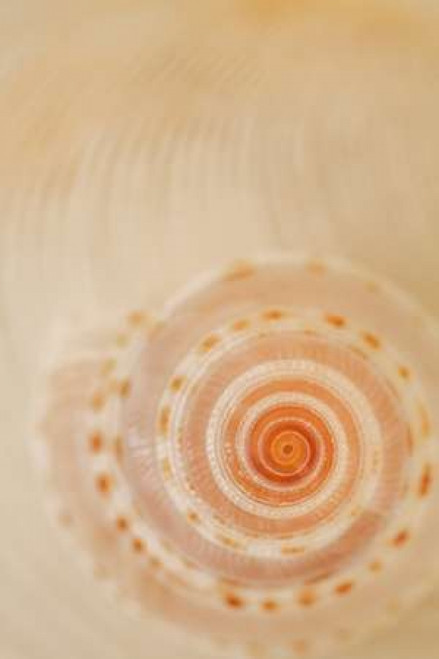 Sea Shells I Poster Print by Karyn Millet - Item # VARPDXPSMLT565