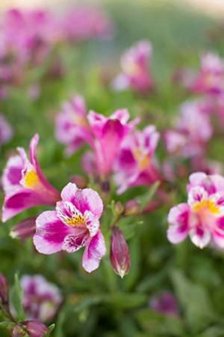 Purple and White I Poster Print by Karyn Millet - Item # VARPDXPSMLT693