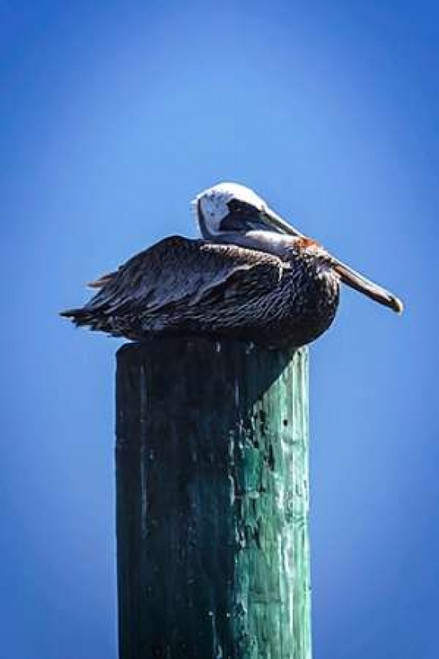 Mr. Pelican II Poster Print by Alan Hausenflock - Item # VARPDXPSHSF1849