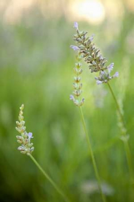 Lavender II Poster Print by Karyn Millet - Item # VARPDXPSMLT496