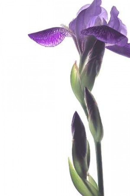 Purple Iris I Poster Print by Monika Burkhart - Item # VARPDXPSBHT240 Purple Iris I Poster Print by Monika Burkhart - Item # VARPDXPSBHT240