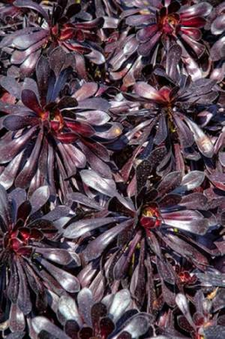 Yellow in Red Flowers Poster Print by George Johnson - Item # VARPDXPSJSN205