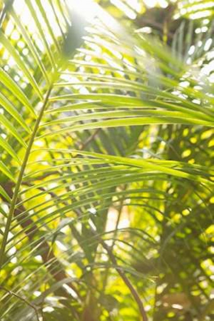 Palm Fonds II Poster Print by Karyn Millet - Item # VARPDXPSMLT530