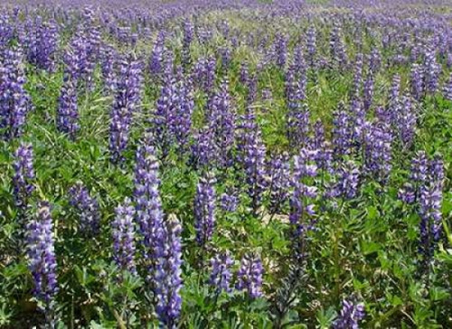 Field of Lupens Poster Print by George Johnson - Item # VARPDXPSJSN258