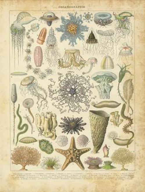 Oceanographie Poster Print by Gwendolyn Babbitt - Item # VARPDXBAB061