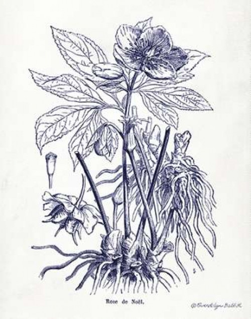 Indigo Botanical II Poster Print by Gwendolyn Babbitt
