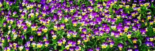 Spring Flowers I Poster Print by Alan Hausenflock - Item # VARPDXPSHSF2148