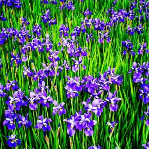 Iris Profusion Poster Print by Alan Hausenflock - Item # VARPDXPSHSF2073