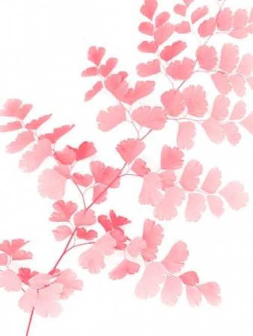 Pink Maidenhair Poster Print by Lexie Greer - Item # VARPDXG843D