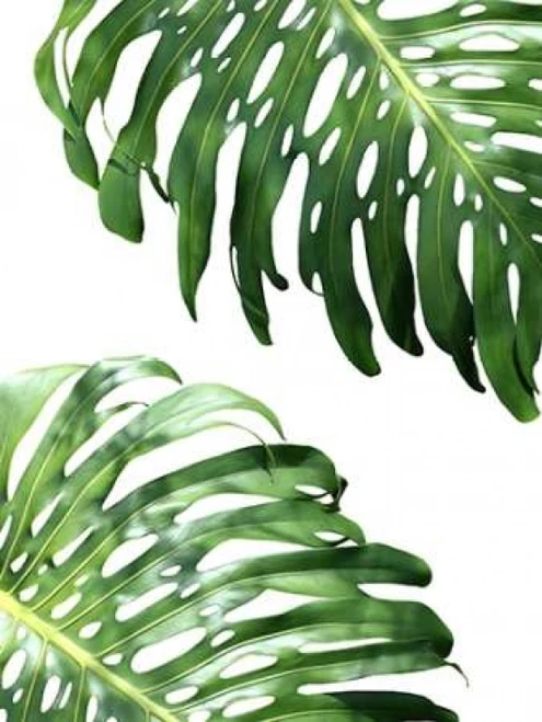 Double Philodendron - color Poster Print by Lexie Greer - Item # VARPDXG837D