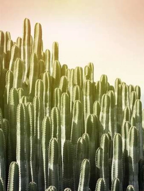 Pink Sky Cactus Poster Print by Lexie Greer - Item # VARPDXG846D