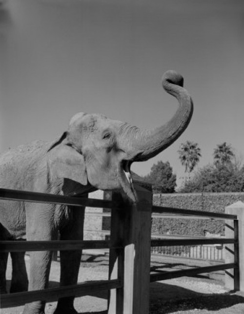USA  Louisiana  New Orleans  Elephantvat Audoban Park Zoo Poster Print - Item # VARSAL255421729