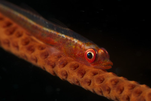 Red goby sitting motionless on whip coral, Fiji Poster Print - Item # VARPSTTMO400225U