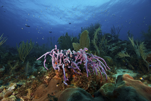 Purple sponge on a deep reef, Bonaire, Caribbean Netherlands Poster Print - Item # VARPSTTMO400144U