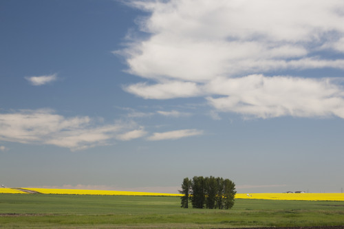 A Group Of Trees In A Green Field With Flowering Canola On The Distance With Blue Sky And Clouds; Alberta, Canada PosterPrint - Item # VARDPI1998477