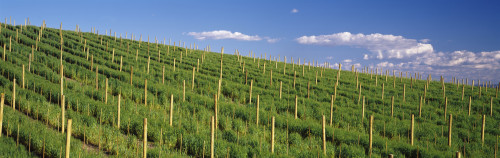 Vineyard, Napa County, California, USA Poster Print - Item # VARPPI68589