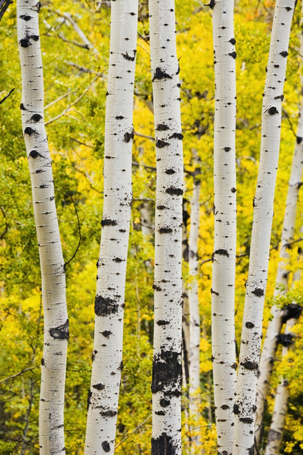 Aspen In Autumn, Jasper National Park, Alberta PosterPrint - Item # VARDPI2046406