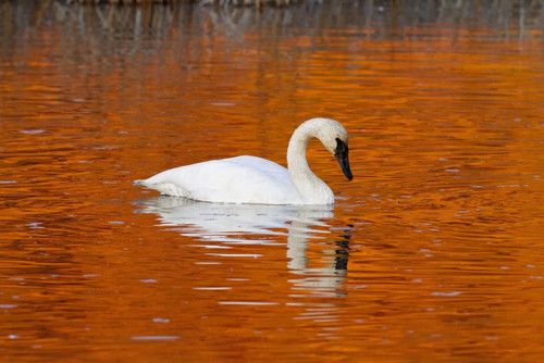 Trumpeter Swan In The Sunset Lit Water Of Potter Marsh, Anchorage, Southcentral Alaska, Autumn PosterPrint - Item # VARDPI2150296