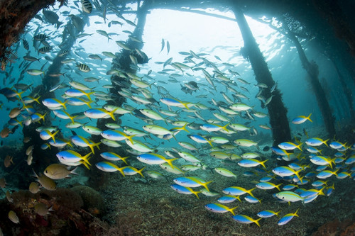 Blue and yellow fusilier fish gather under Arborek Jetty, Raja Ampat, Indonesia Poster Print - Item # VARPSTSJN400552U