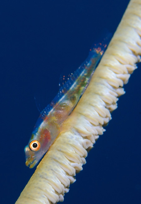 Whip-coral goby on common wire coral, Solomon Islands Poster Print - Item # VARPSTSJN400224U