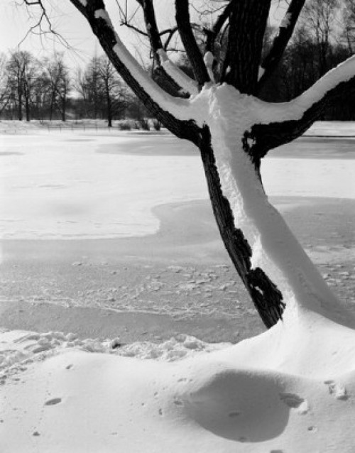 Tree in snow covered park Poster Print - Item # VARSAL255416890