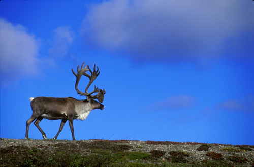 Caribou Walking On Hill Crest PosterPrint - Item # VARDPI12904