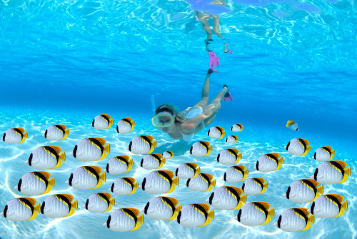 Woman snorkeler near sandy bottom, Butterflyfish school foreground PosterPrint - Item # VARDPI2087170