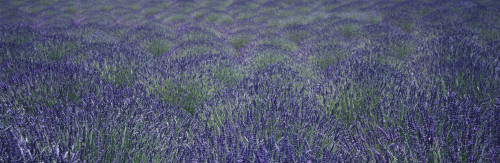 Close up view of lavender plants swaying in the breeze on an organic farm in the Santa Ynez Valley; Buellton, California, United States of America PosterPrint - Item # VARDPI12281025