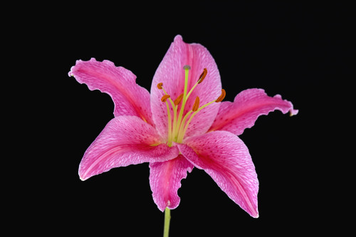 Pink Lily Against Black Background PosterPrint - Item # VARDPI1787996