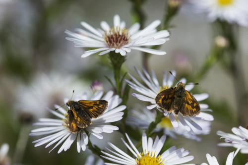Skipper butterflies (Hesperiidae) feed on Aster blossoms in a garden; Astoria, Oregon, United States of America PosterPrint - Item # VARDPI12284961