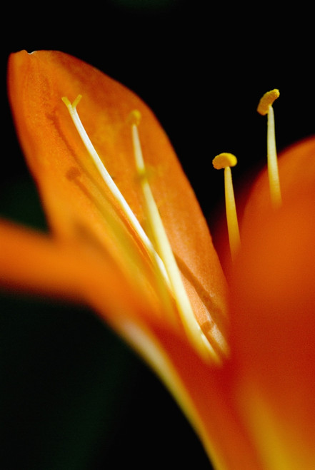 Extreme Close-Up Of Orange Day Lily Petals. PosterPrint - Item # VARDPI1976395