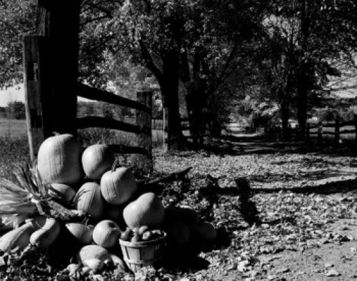 Heap of harvested pumpkins and apples on farm Poster Print - Item # VARSAL255416707A