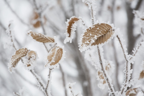 Calgary, Alberta, Canada; Frost Covering Brown Leaves On A Tree PosterPrint